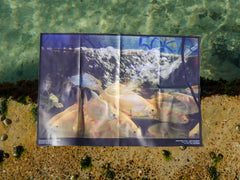 'Abalone Shell' Poster Pack
